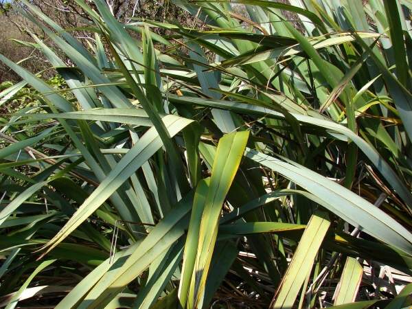 New Zealand Flax (Phormium tenax)